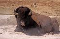 027 yellowstone, bizon